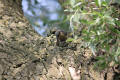 Nuthatch using tool