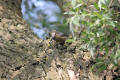 Nuthatch using tool