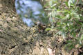 Nuthatch using tool