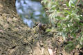 Nuthatch using tool