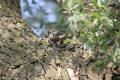 Nuthatch using tool