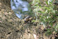 Nuthatch using tool