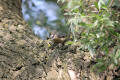 Nuthatch using tool