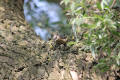 Nuthatch using tool