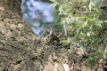 Nuthatch using tool