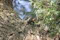 Nuthatch using tool