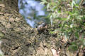 Nuthatch using tool