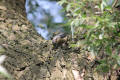 Nuthatch using tool