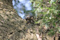 Nuthatch using tool