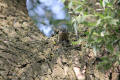 Nuthatch using tool