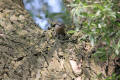 Nuthatch using tool