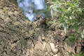 Nuthatch using tool