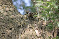 Nuthatch using tool