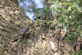 Nuthatch using tool