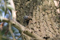 Nuthatch using tool