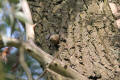 Nuthatch using tool