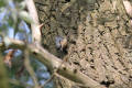 Nuthatch using tool