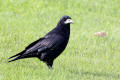 Rook