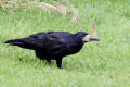 Rook