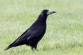 Rook