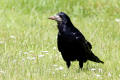 Rook