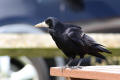 Rook