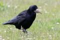 Rook