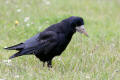 Rook