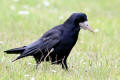 Rook