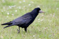 Rook