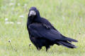 Rook