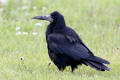 Rook