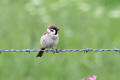 Tree Sparrow