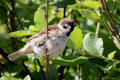 Tree Sparrow