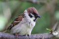 Tree Sparrow