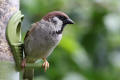 Tree Sparrow