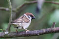 Tree Sparrow