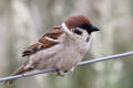 Tree Sparrow