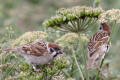 Tree Sparrow