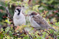 Tree Sparrow