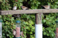 Tree Sparrow