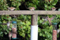 Tree Sparrow