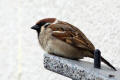 Tree Sparrow