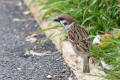 Tree Sparrow