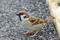 Tree Sparrow