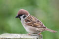 Tree Sparrow