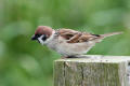 Tree Sparrow