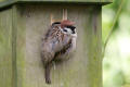 Tree Sparrow