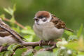 Tree Sparrow