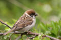 Tree Sparrow